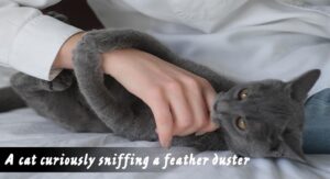 A cat curiously sniffing a feather duster