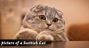 picture of a Scottish Cat