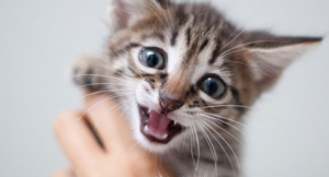 Why do cats purr Unravel the mystery